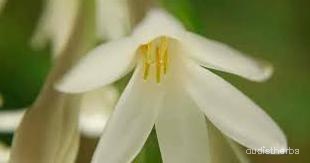 augmented_Polianthes tuberosa flower8_rotated_180.jpeg